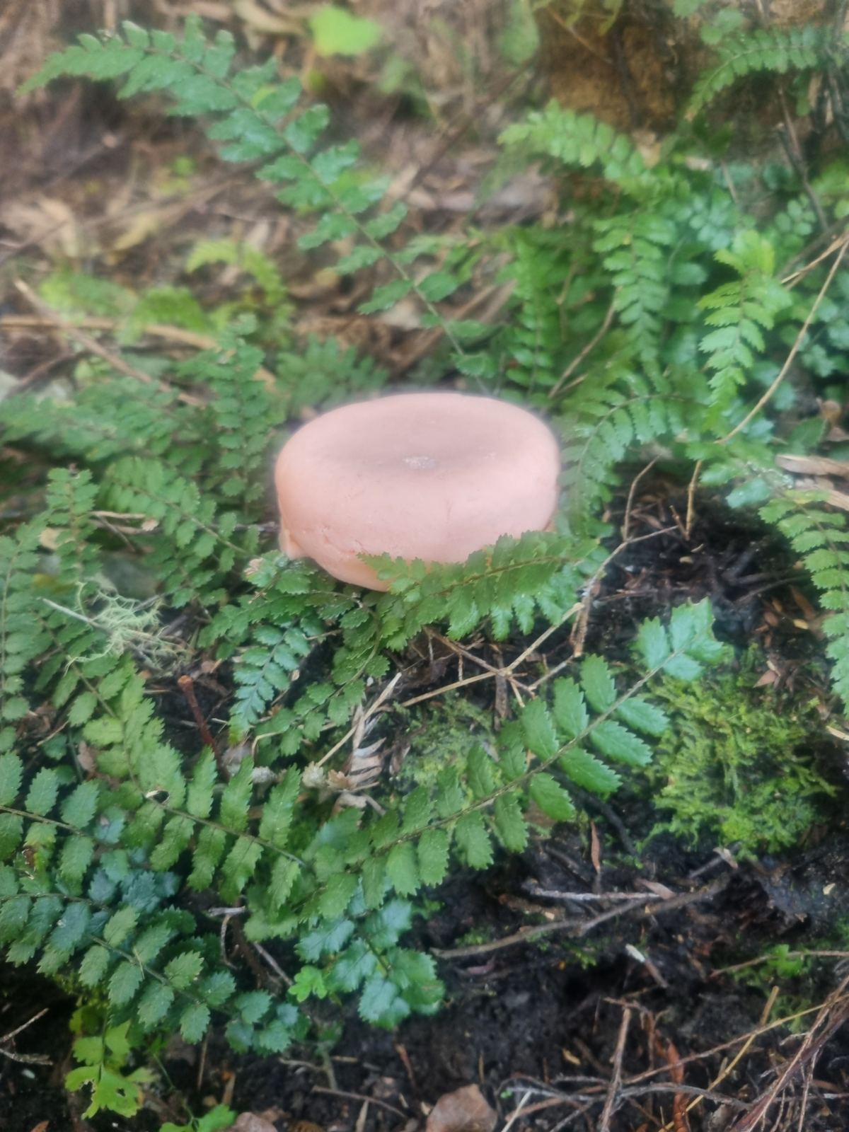 Manuka and Plum Shampoo Bar